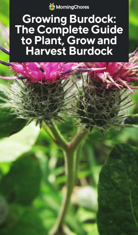 Growing Burdock The Complete Guide to Plant Grow and Harvest Burdock PIN