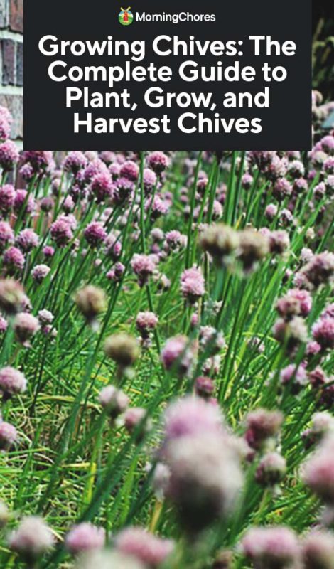 Growing Chives The Complete Guide to Plant Grow and Harvest Chives PIN 1