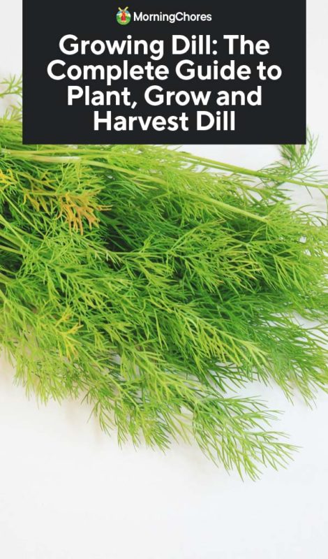 Growing Dill The Complete Guide to Plant Grow and Harvest Dill PIN