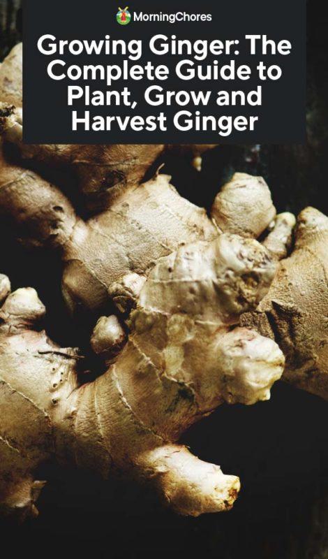 Growing Ginger The Complete Guide to Plant Grow and Harvest Ginger PIN