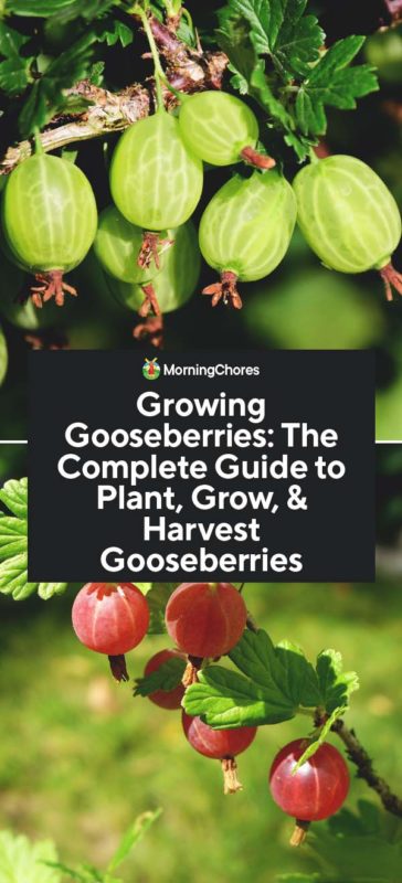 Growing Gooseberries The Complete Guide to Plant Grow Harvest Gooseberries PIN