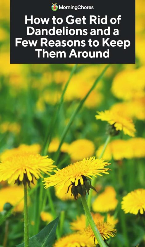 How to Get Rid of Dandelions and a Few Reasons to Keep Them Around PIN