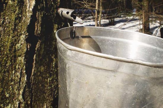 Tapping Maple Trees: What You Need to Know to Get Started
