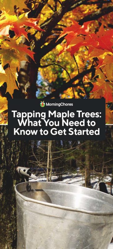 Tapping Maple Trees What You Need to Know to Get Started PIN 1