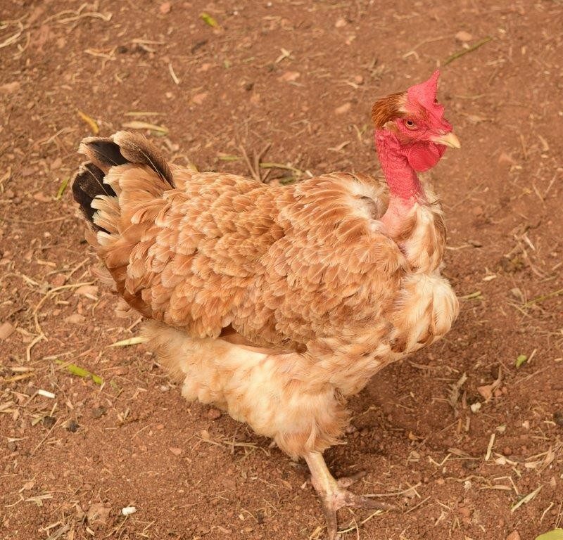 About Turken Naked Neck Chickens: Is it a Turkey or a Chicken?