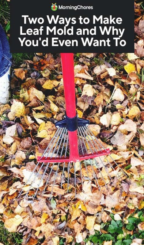 Two Ways to Make Leaf Mold and Why Youd Even Want To PIN