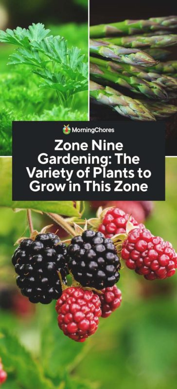 Zone Nine Gardening The Variety of Plants to Grow in This Zone PIN