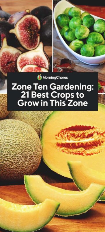 Zone Ten Gardening 21 Best Crops to Grow in This Zone PIN