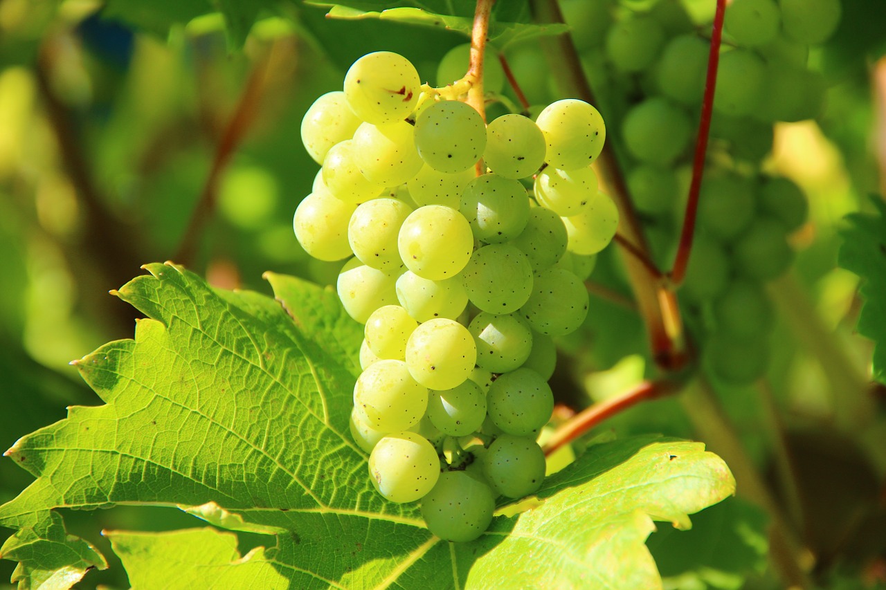 grapes 1552134515