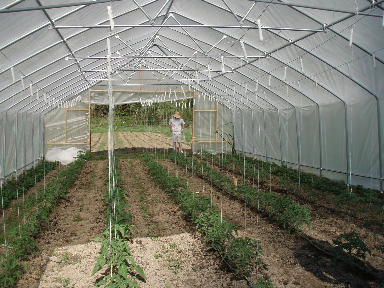 planting in a high tunnel