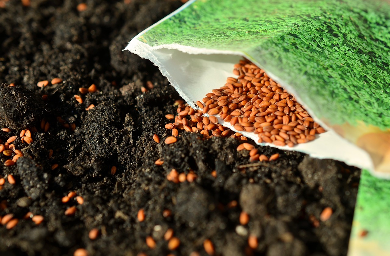 soaking seeds allows them to germinate quicker