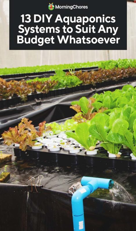 13 DIY Aquaponics Systems to Suit Any Budget Whatsoever PIN