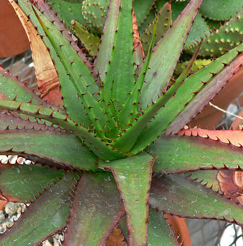 475px Aloe broomii var tarkaensis 2