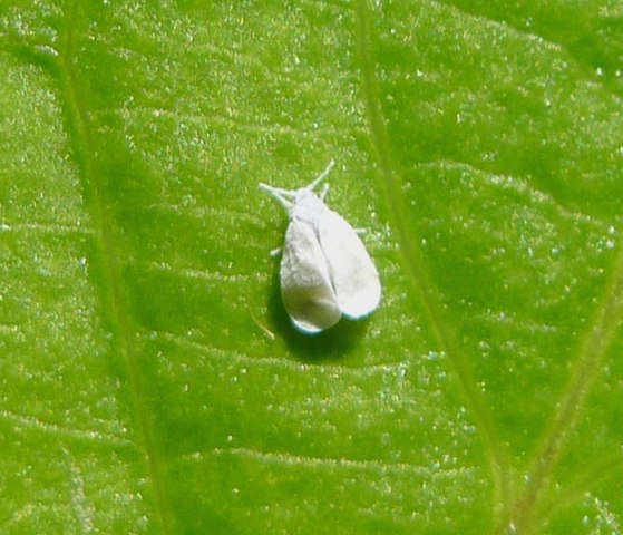 559px Whitefly sp. Aleyrodidae Flickr gailhampshire