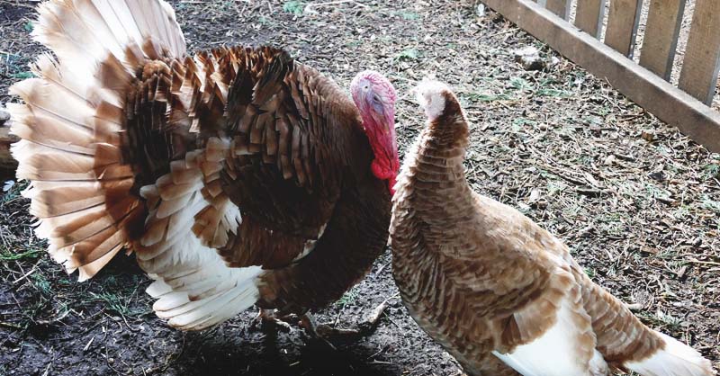 About Bourbon Red Turkeys: Distinguished Meat Birds
