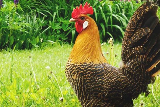 About Campine Chickens: Petite and Fun Barnyard Pets