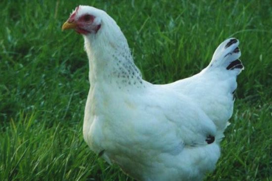 About Delaware Chickens: No-nonsense, Dual Purpose Heritage Birds