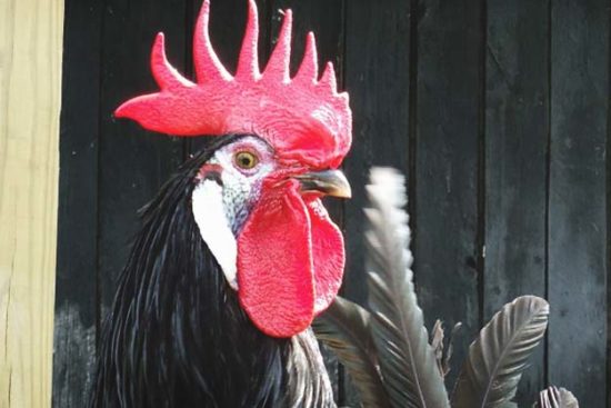 About White Faced Black Spanish Chickens: The Farm Clowns