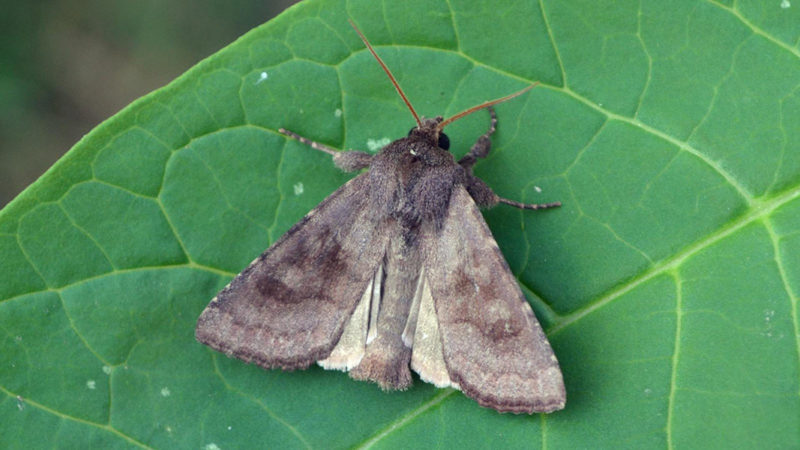 Cutworm moth