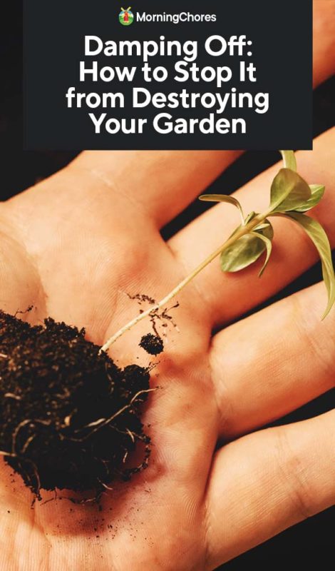 Damping Off How to Stop It from Destroying Your Garden PIN
