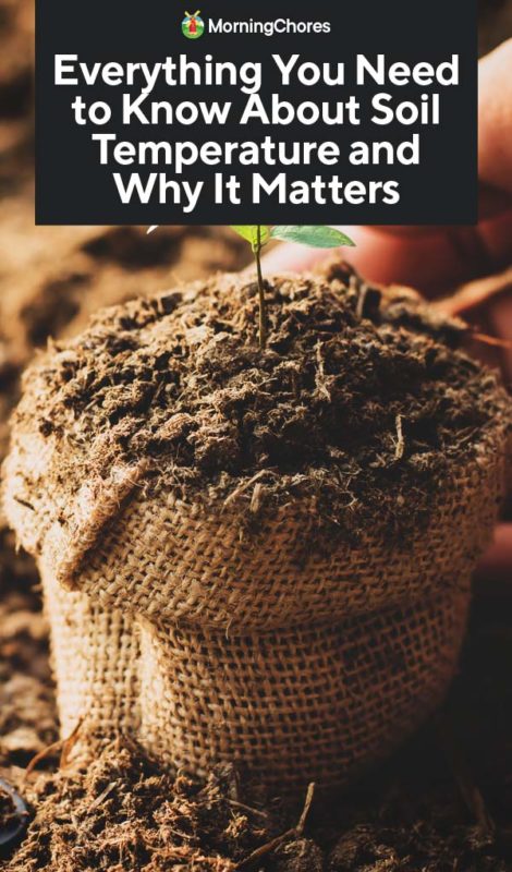 Everything You Need to Know About Soil Temperature and Why It Matters PIN