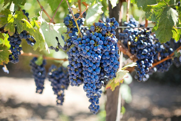 37 Common Plants That Are Poisonous to Dogs - Black Lake Grapes Poisonous To Animals
