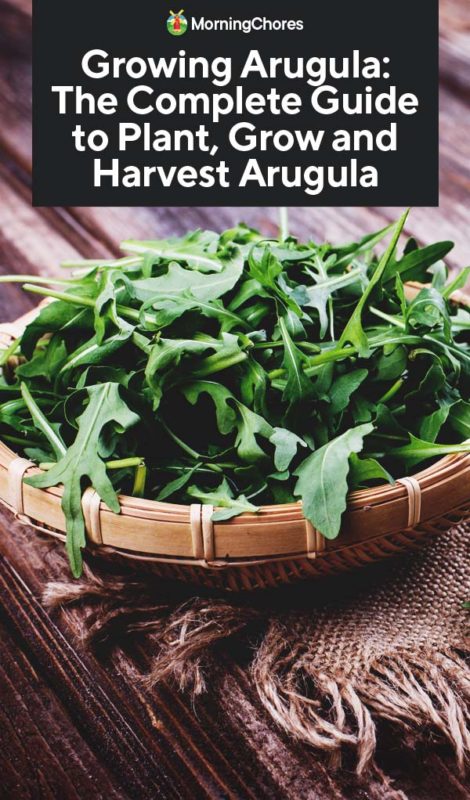 Growing Arugula The Complete Guide to Plant Grow and Harvest Arugula PIN