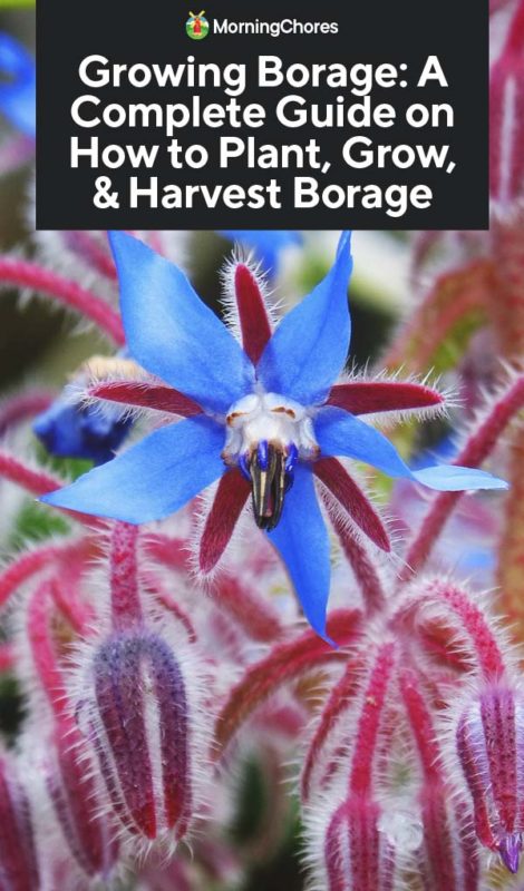 Growing Borage A Complete Guide on How to Plant Grow Harvest Borage PIN