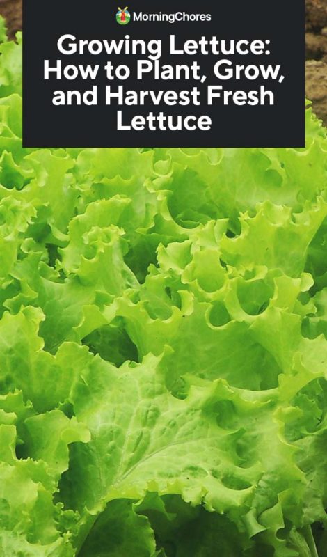 Growing Lettuce How to Plant Grow and Harvest Fresh Lettuce PIN