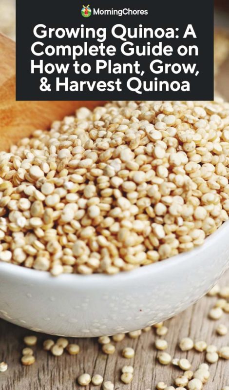 Growing Quinoa A Complete Guide on How to Plant Grow Harvest Quinoa PIN