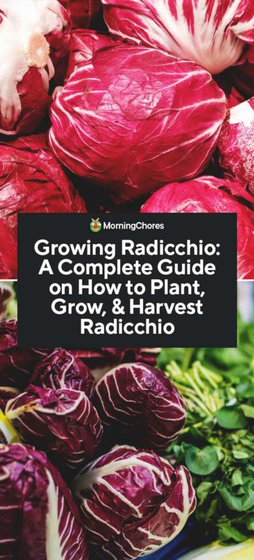 Growing Radicchio A Complete Guide on How to Plant Grow Harvest Radicchio PIN