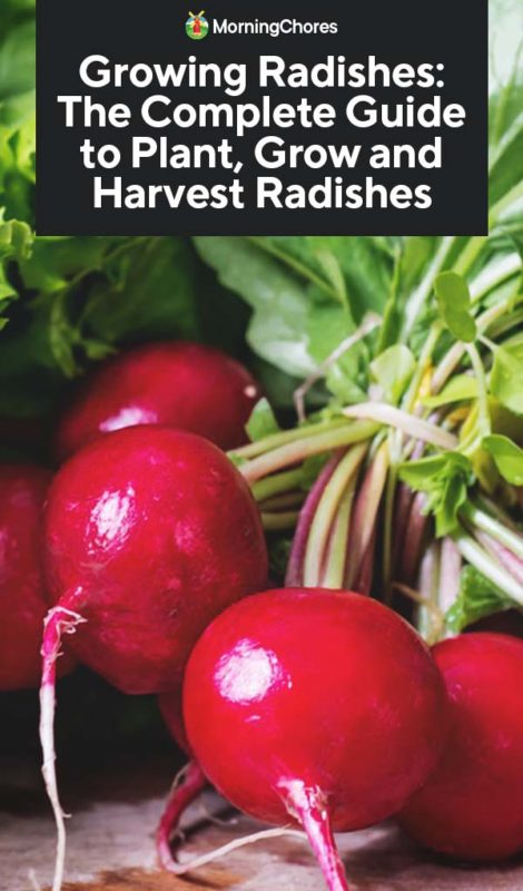 Growing Radishes The Complete Guide to Plant Grow and Harvest Radishes PIN