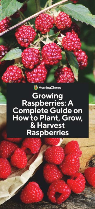 Growing Raspberries A Complete Guide on How to Plant Grow Harvest Raspberries PIN