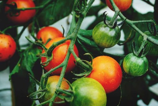 How To Identify and Stop Tomato Pests in Their Tracks