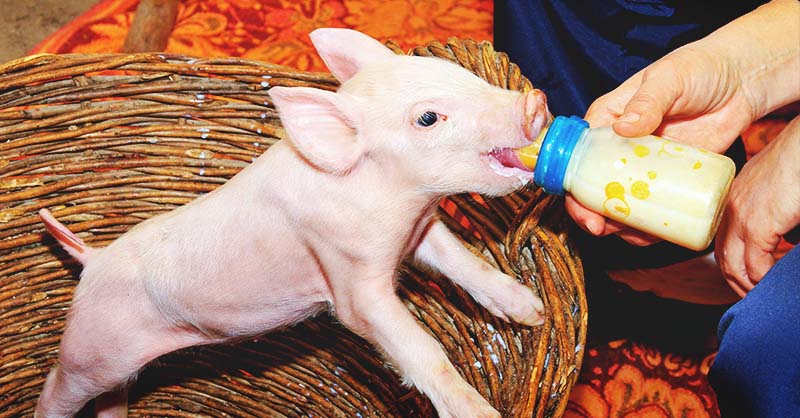 2L Milk Feeding Nursing Teat Bottle Baby Pet Feeder Pig Piglet Lamb Sheep Calf 