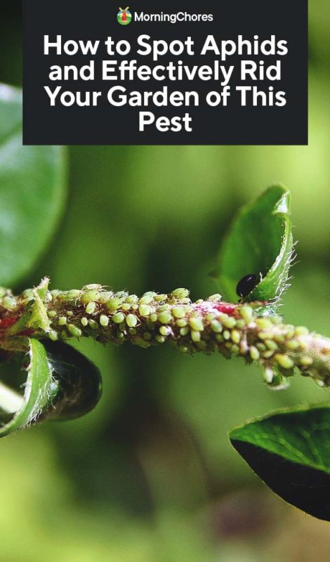 How to Spot Aphids and Effectively Rid Your Garden of This Pest PIN