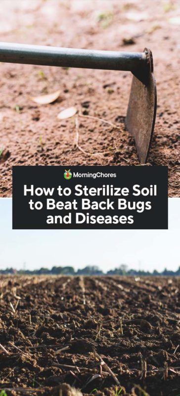How to Sterilize Soil to Beat Back Bugs and Diseases PIN