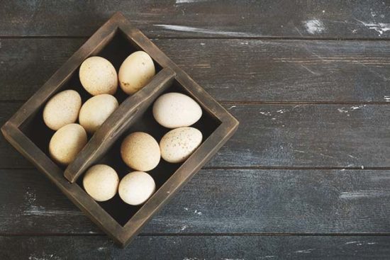 Is Raising Turkeys for Eggs at Homestead a Viable Option?
