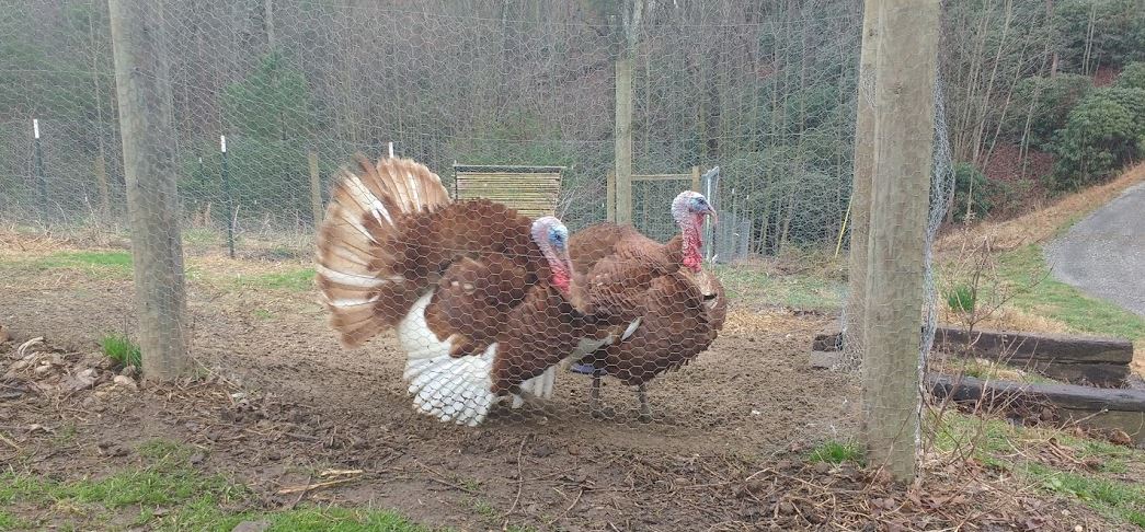 12 Odd Tips on Raising Heritage Breed Turkeys You Need to Know