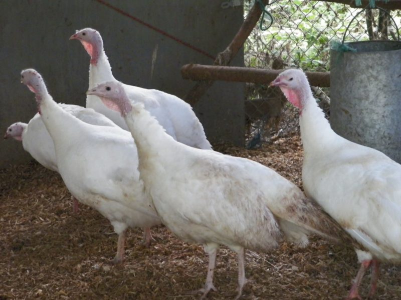 midget white turkey hens