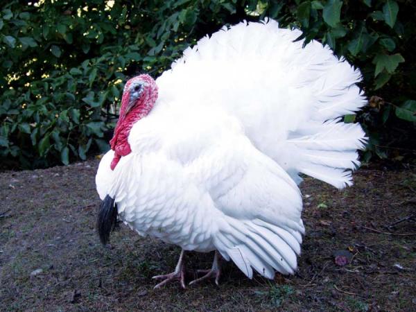 midget white turkey tom