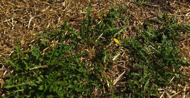 dandelions - to be combated with a weed control plan