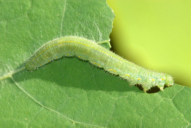 Pieris.rapae .caterpillar