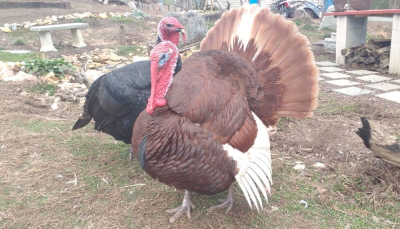 heritage breed turkeys