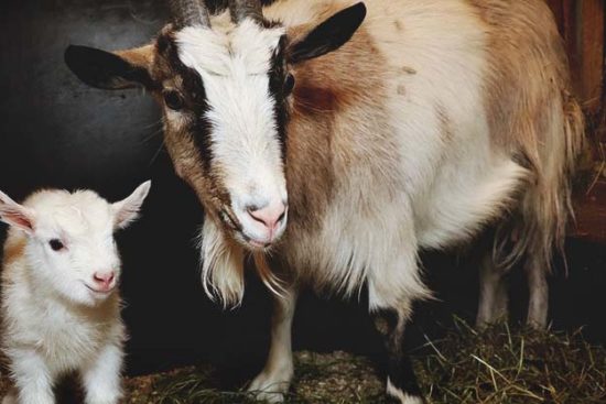 Suckling and the Vital Importance of Colostrum for Goat Kids