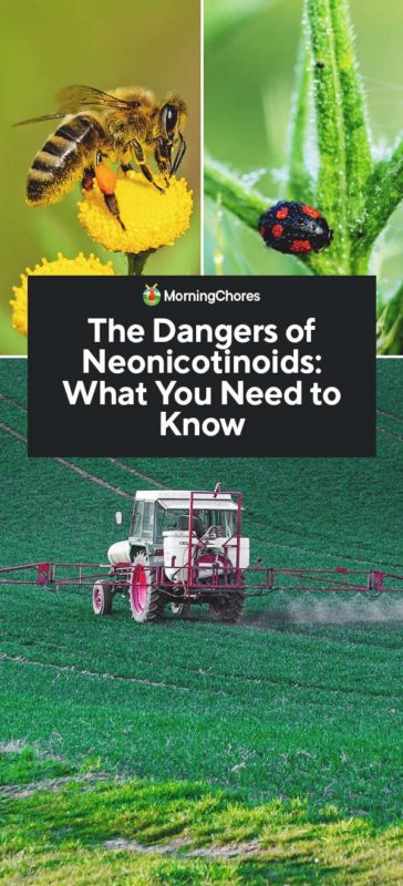 The Dangers of Neonicotinoids What You Need to Know PIN