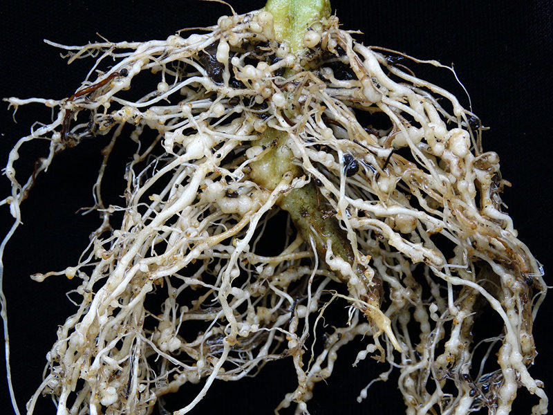 Tomato plant with root knot