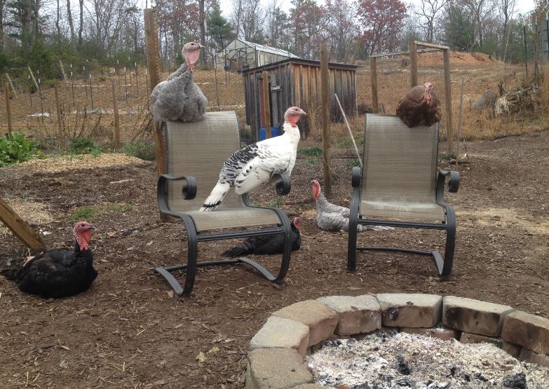 9 Reasons Why Raising Turkeys Might Not Be Right For Some Homesteaders
