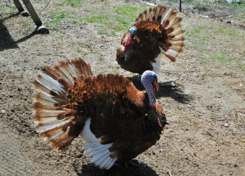 heritage breed turkey toms