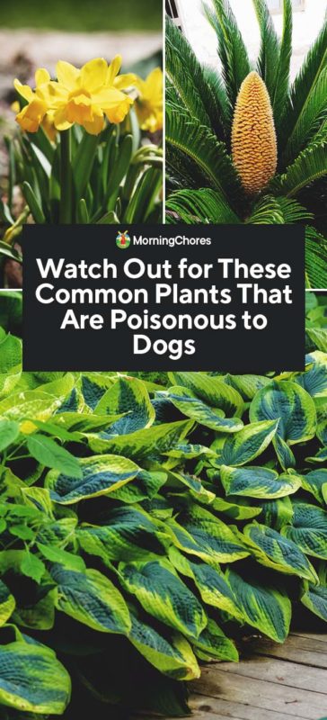 37 Common Plants That Are Poisonous To Dogs, Outdoor Plants Poisonous To Dogs